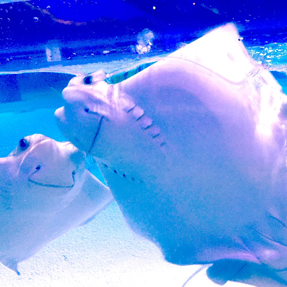 Stingrays at SEA LIFE Aquarium