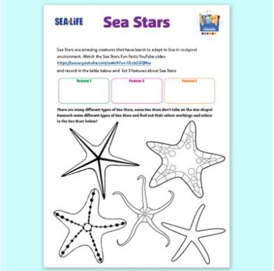 Sea Star Worksheet Tile