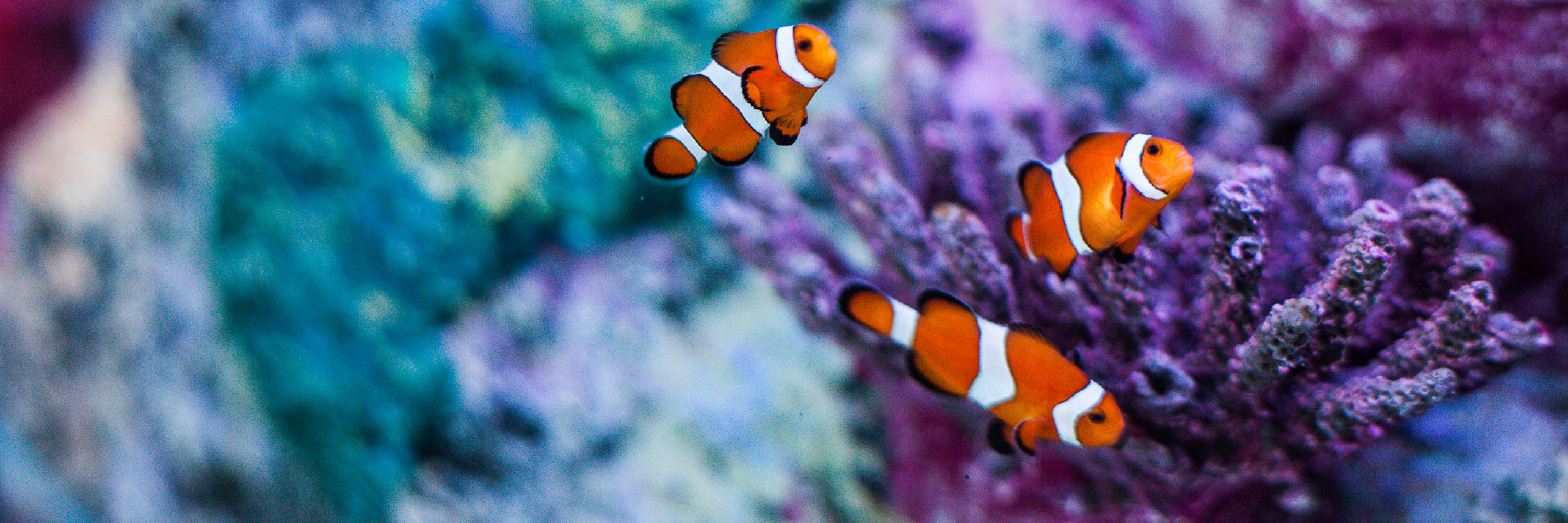 Clownfish 3000X1000 | SEA LIFE Aquarium