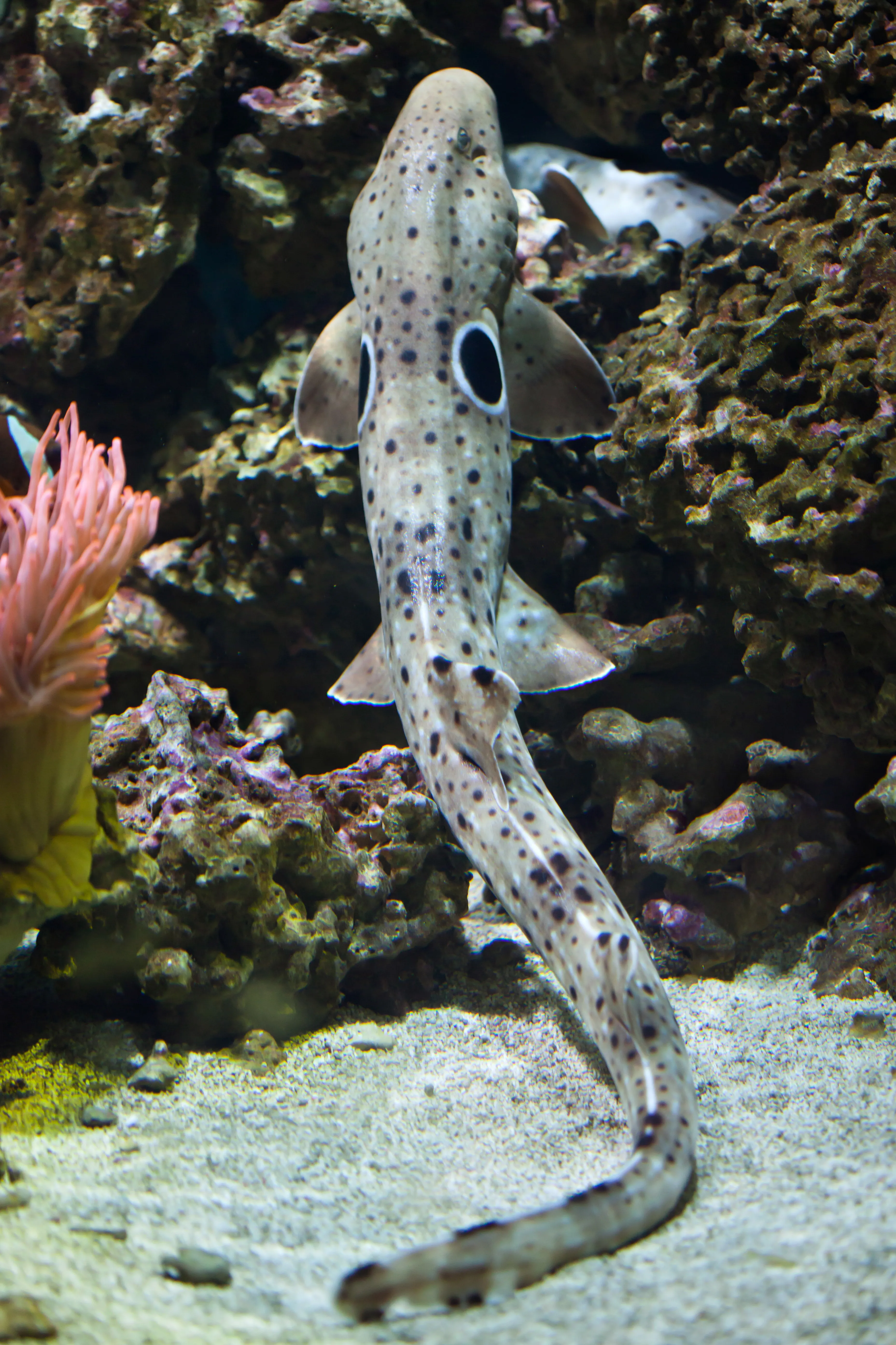 10588 Epaulette Shark