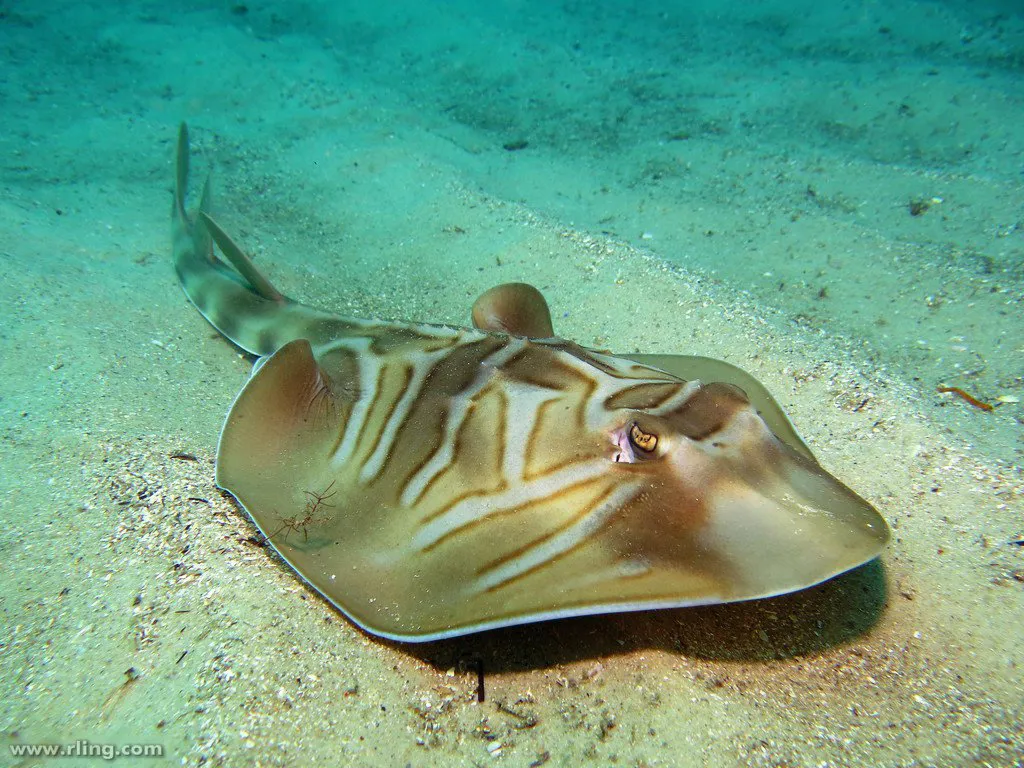 Eastern Fiddler Ray Trygonorrhina Fasciata Ri.Width 1200.9B97c5f