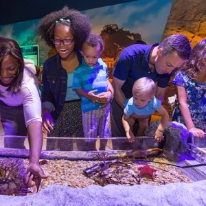 SEA LIFE Merlinenter Rockpool Group