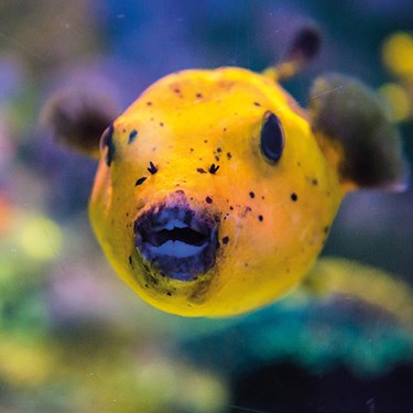 Yellow Fish | SEA LIFE Kansas City Aquarium