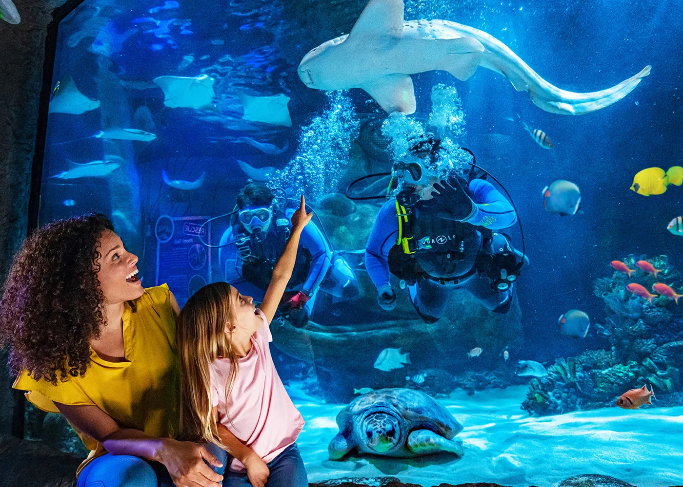 SEA LIFE Kansas City Aquarium | Aquarium at the Crown Center