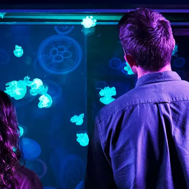 Jellyfish Couple 3000X1000 | SEA LIFE Aquarium