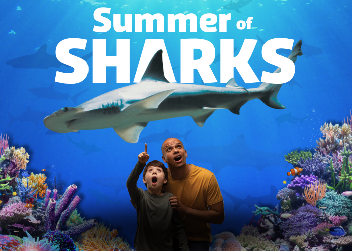 Summer Of Sharks 700X500 (1)