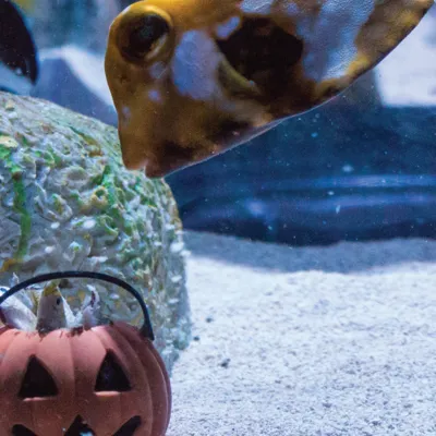 boo