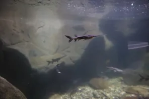 New Paddlefish