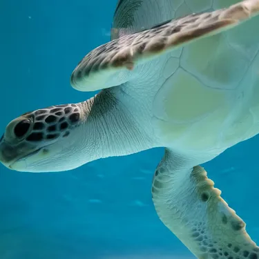 Lou the Sea Turtle | SEA LIFE Kansas City Aquarium