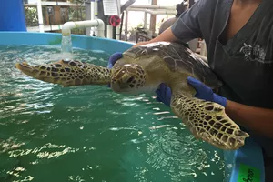 Turtle Rehabilitation Center And Benson  | SEA LIFE Michigan Aquarium