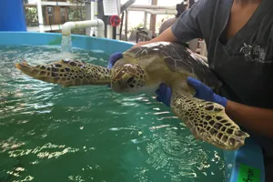 Turtle Rehabilitation Center And Benson | SEA LIFE Michigan Aquarium