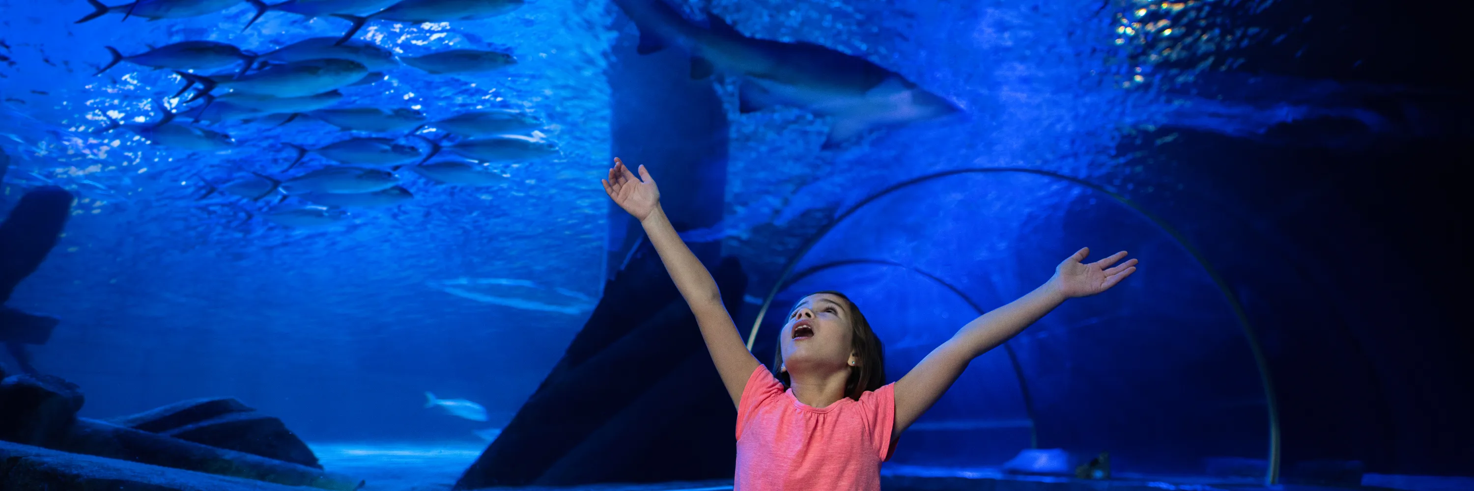 Girl In Tunnel 3000X1000 | SEA LIFE Aquarium