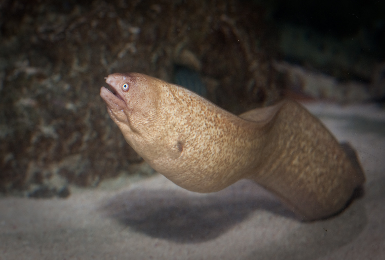 Eel | SEA LIFE Aquarium