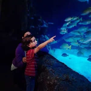 Harbor Exhibit | SEA LIFE Michigan Aquarium