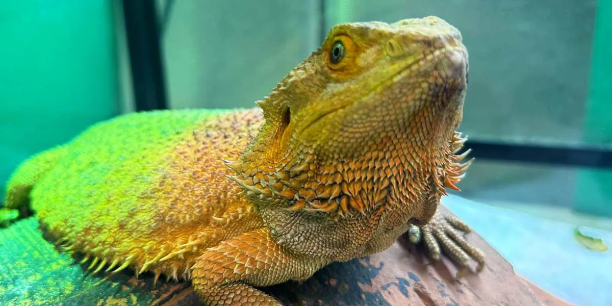 SLKC Reptile Meet & Greet 1200X600