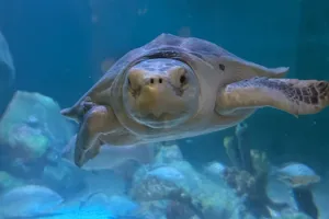 Kemp's Ridley Sea Turtle At SEA LIFE Kansas City (1)