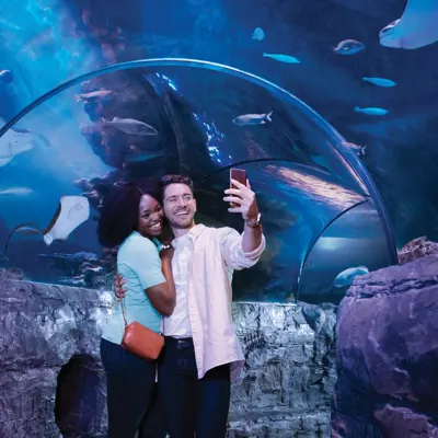 Tunnel Couple 1 1 Nosea Turtle