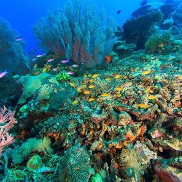 Sea Life Aquarium Coral Header | SEA LIFE Aquarium