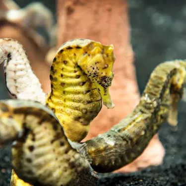 Seahorses at SEA LIFE | SEA LIFE Aquarium