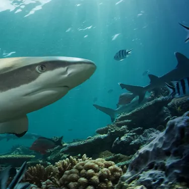 Black Tip Shark | SEA LIFE Aquarium