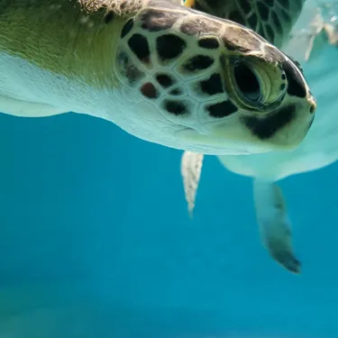 Shawny the Sea Turtle | SEA LIFE Kansas City Aquarium