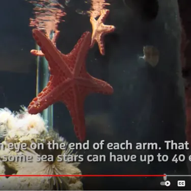 Sea Star Video Tile