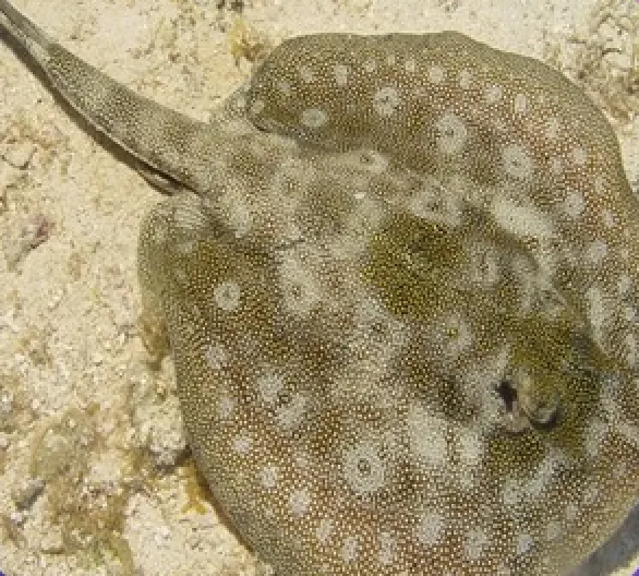 Yellow Stingray