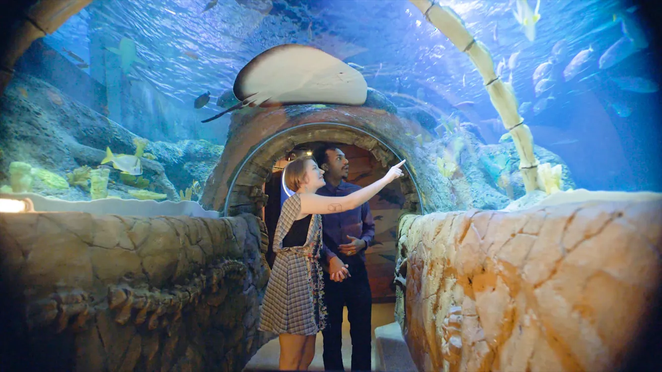 Seaworld Kc SEA LIFE Combo Tickets | SEA LIFE Kansas City