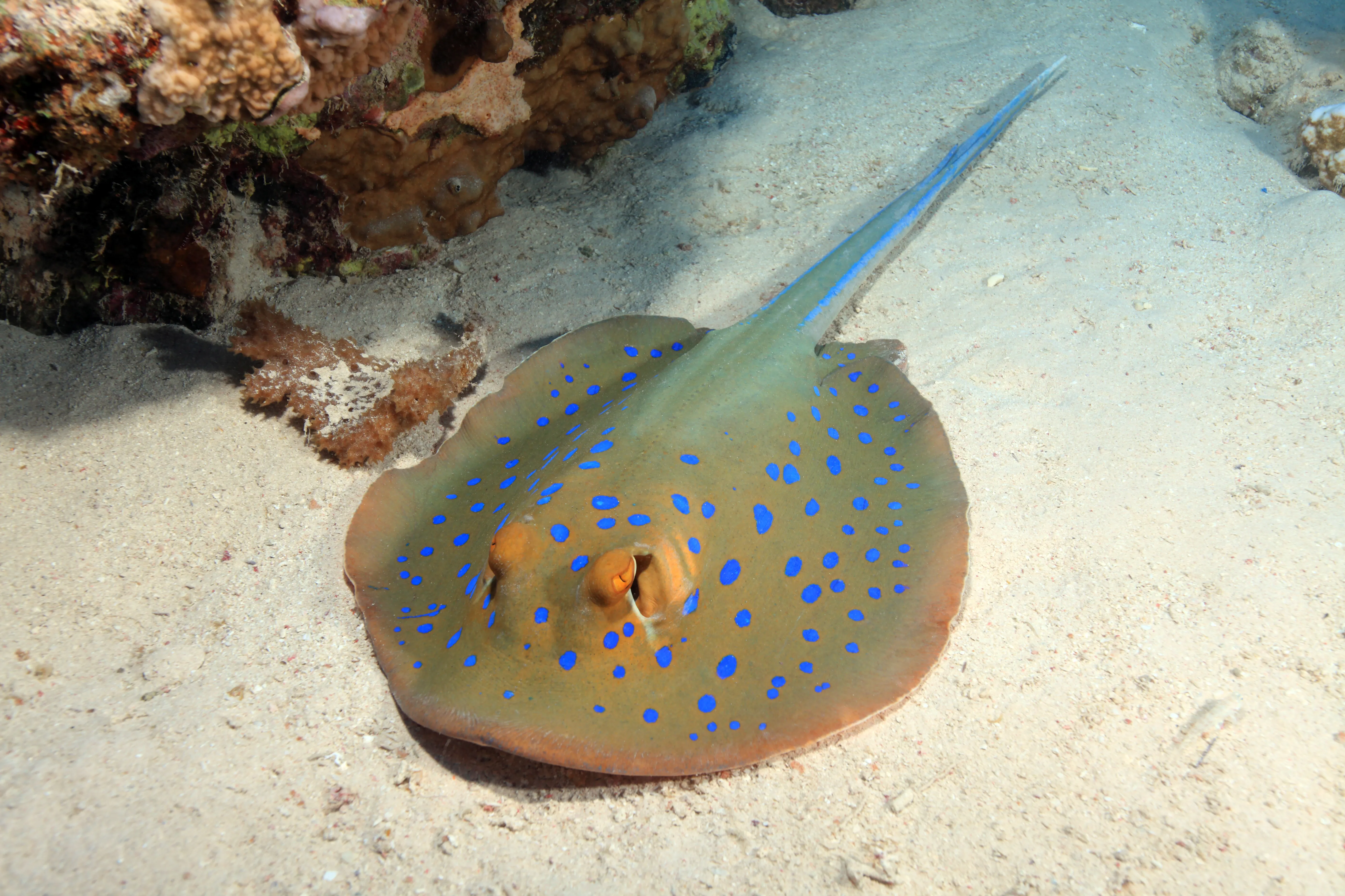 10624 Bluespotted Stingray
