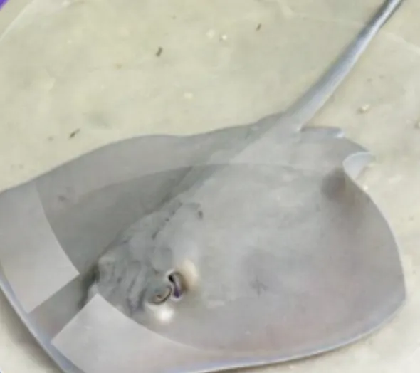 Southern Stingray