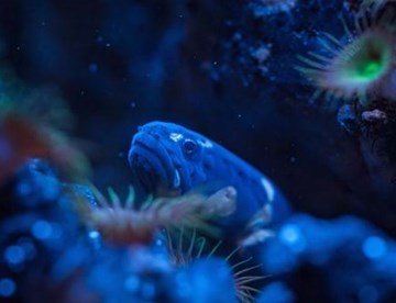 Im SEA LIFE gibt es verschiedenste Kreaturen zu entdekcen