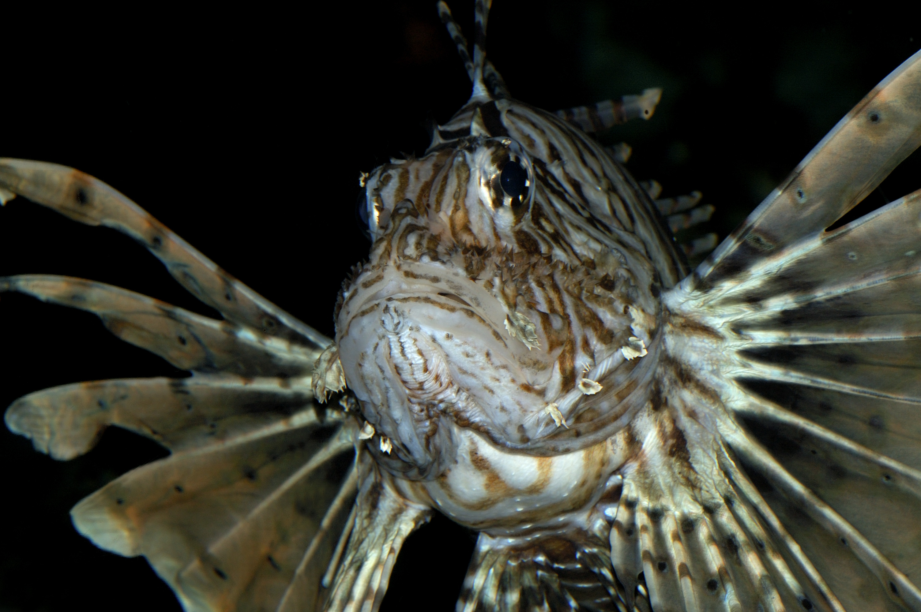 8697 Lionfish Pterois Volitans 2