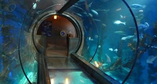 Sea Life Koenigswinter 360 Glastunnel