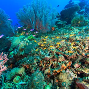 9541 Gettyimages 166265305 Fish Swimming In Coral Reef