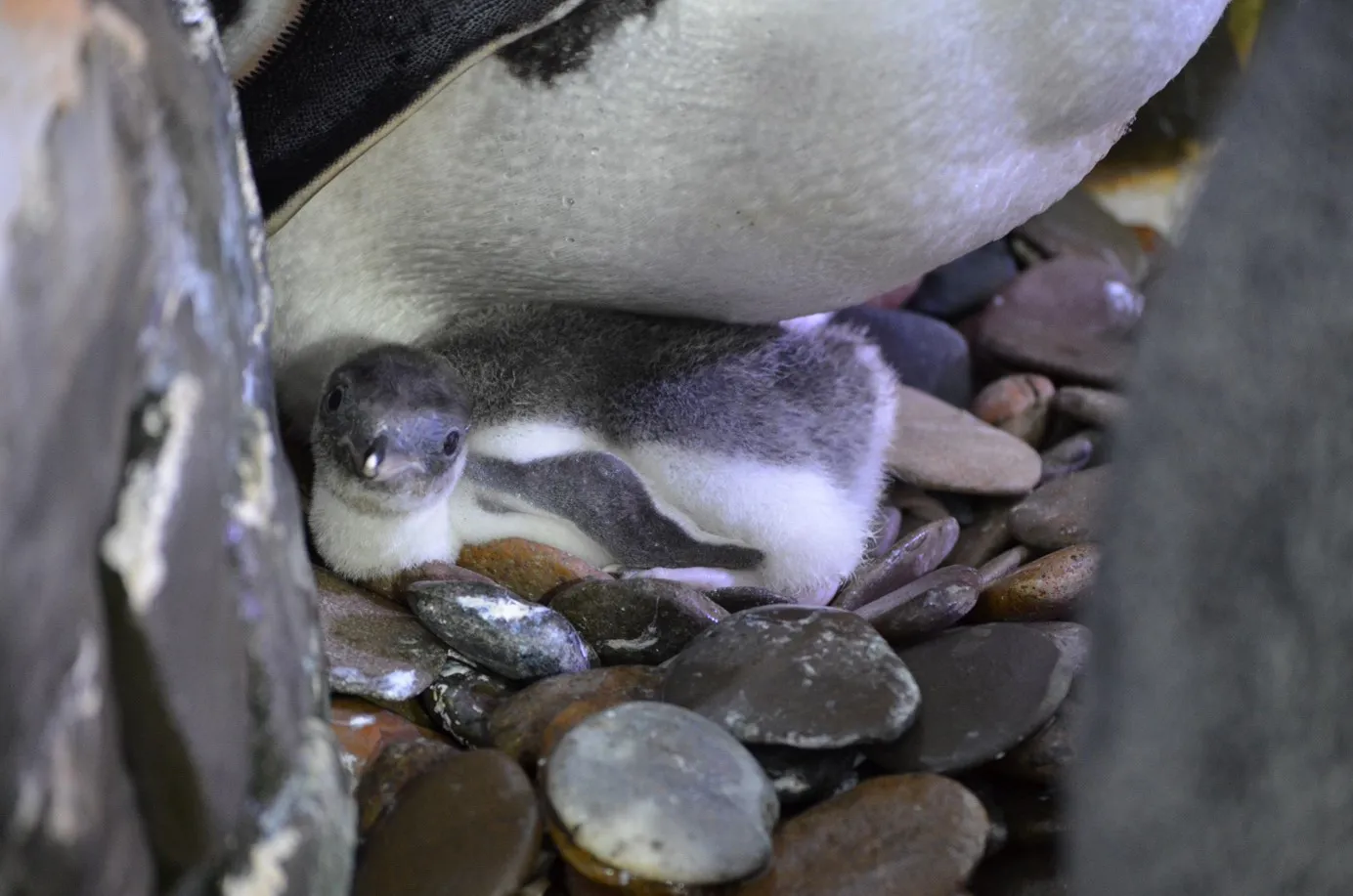 Pinguinbaby Stina 02