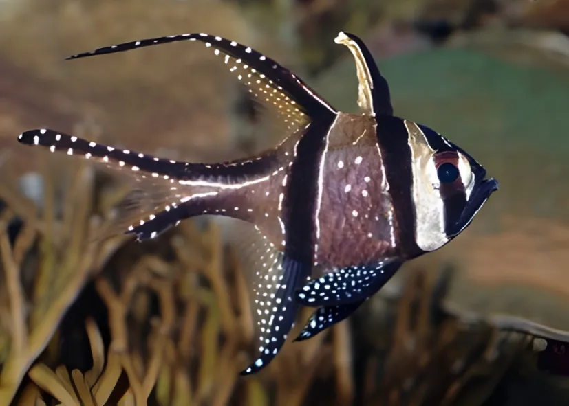Banggai Kardinalbarsch (Pterapogon Kaudermi)