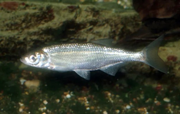 Ukelei (Alburnus alburnus)