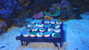 SEA LIFE Konstanz Korallen Junge Umweltschützer