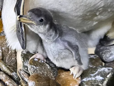 Eselspinguinküken Wächst Gesund Heran Und Blickt Bereits Neugierig Aus Dem Nest © SEA LIFE Konstanz