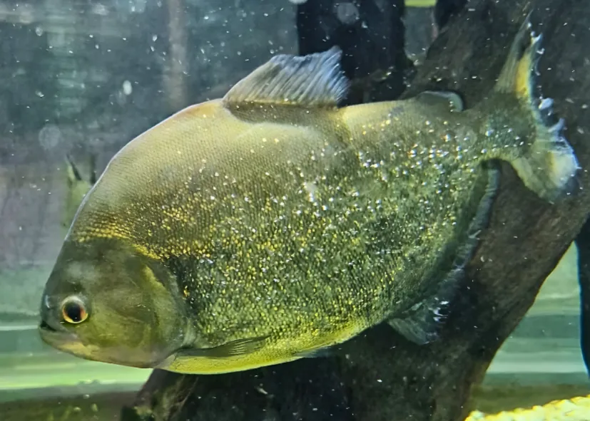 Schwarzer Piranha (Serrasalmus Maculatus)