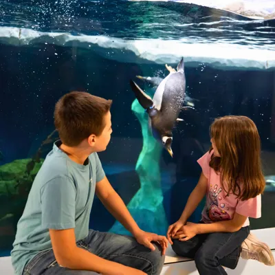 SEA LIFE Konstanz Geschwister Bei Eselspinguinen 1.0