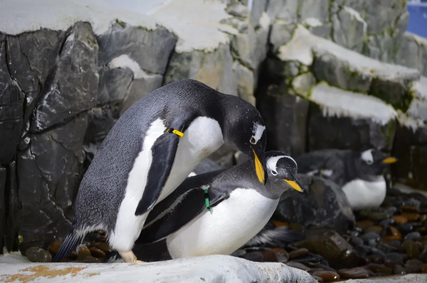 Eselspinguine Bei Der Balz