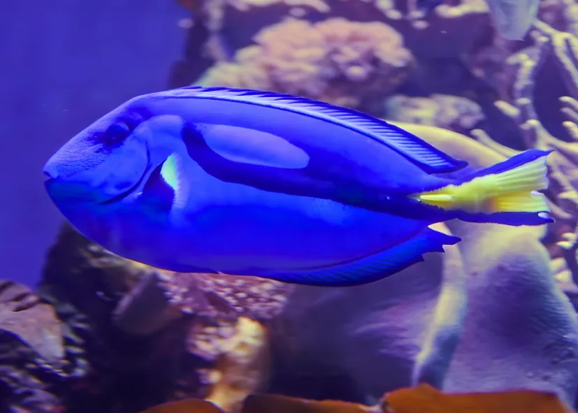 Paletten Doktorfisch (Paracanthurus Hepatus) (1)