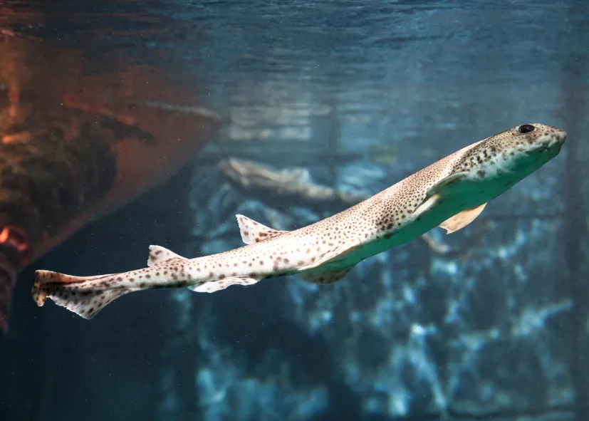 Kleingefleckter Katzenhai (Scyliorhinus Canicula)