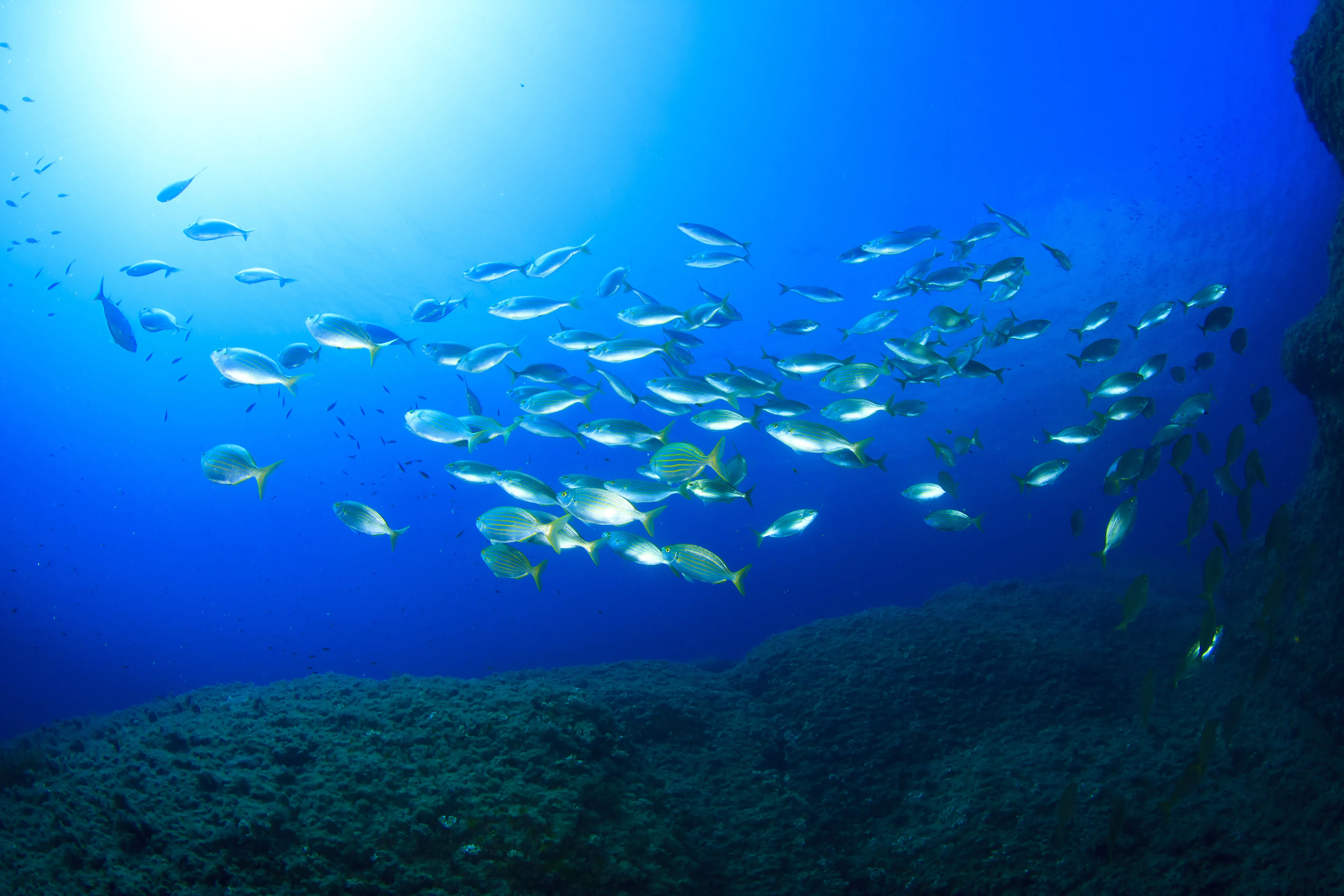 9545 Shutterstock 218031334 School Of Fish Over Reef