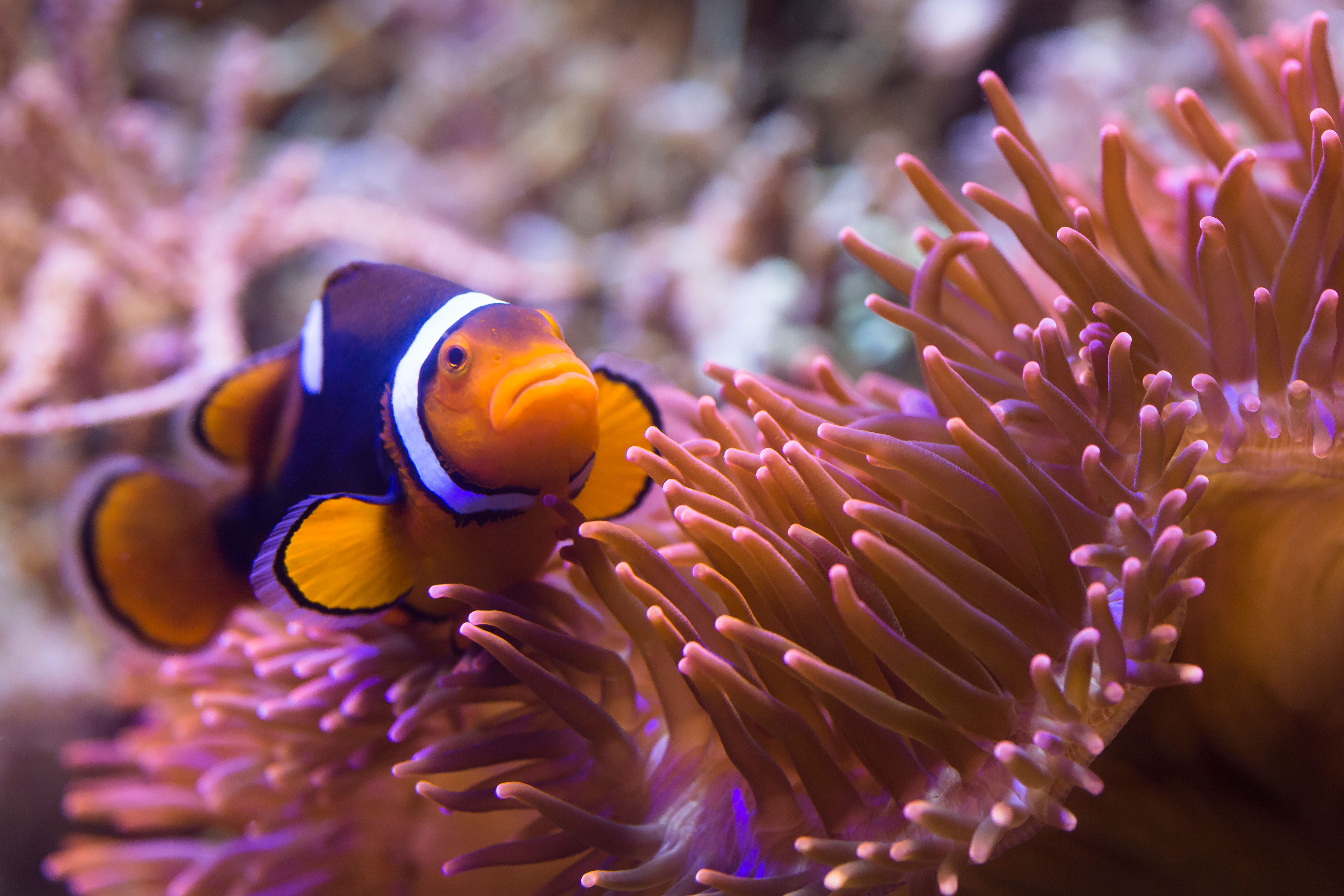 Did you know that all clownfish are born male?