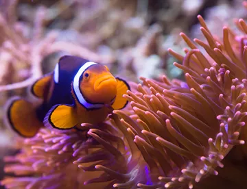 Did you know that all clownfish are born male?