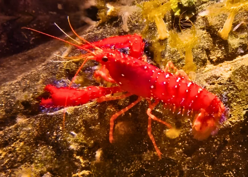 Roter Riffhummer (Enoplometopus Occidentalis)