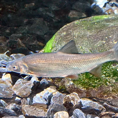 Felchen