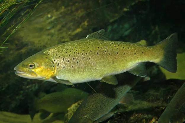 Bachforelle (Salmo trutta)
